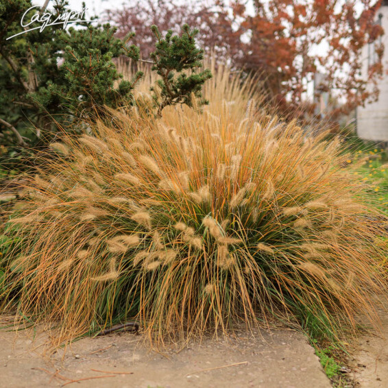 Перистощетинник лисохвостный - 1