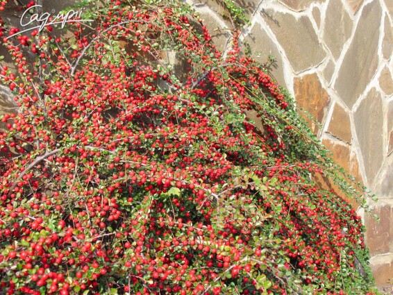 Кизильник горизонтальний - 8