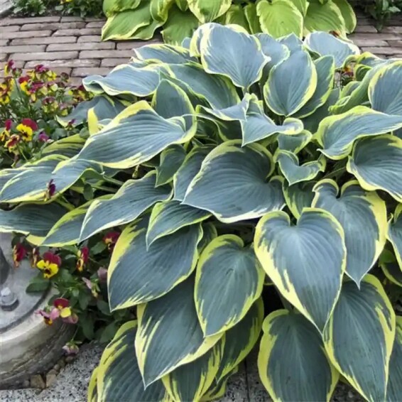 Хоста 'First Frost' #1, С2 - - 3