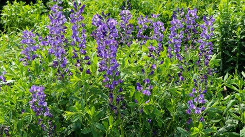 Баптизия австралийская - прекрасная гостья из диких прерий