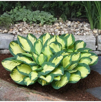 Хоста 'Popcorn'