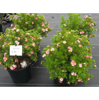 Перстач кущовий 'Lovely Pink' ®