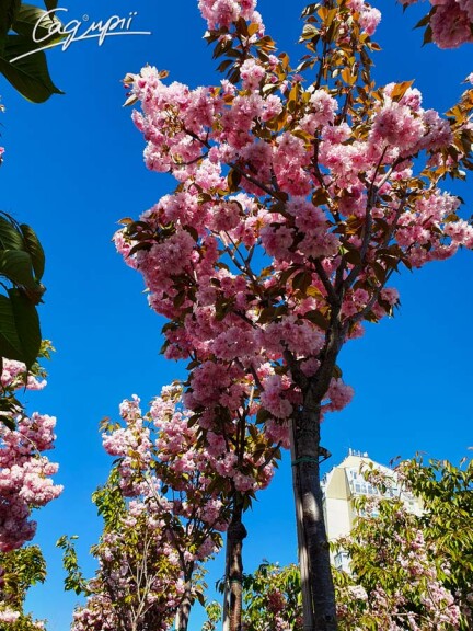 Сакура дрібнозубчаста 'Kanzan' - 9