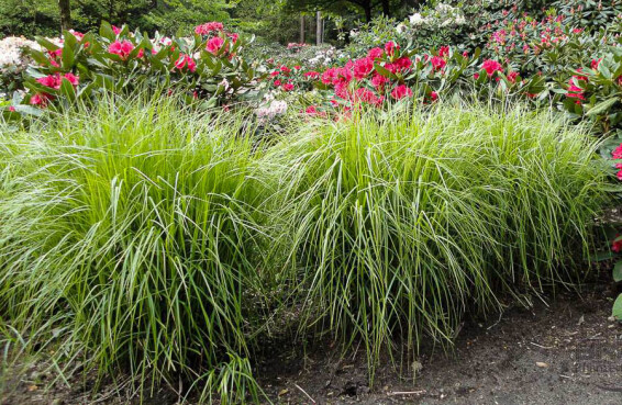 Осока пальмолистна - 6