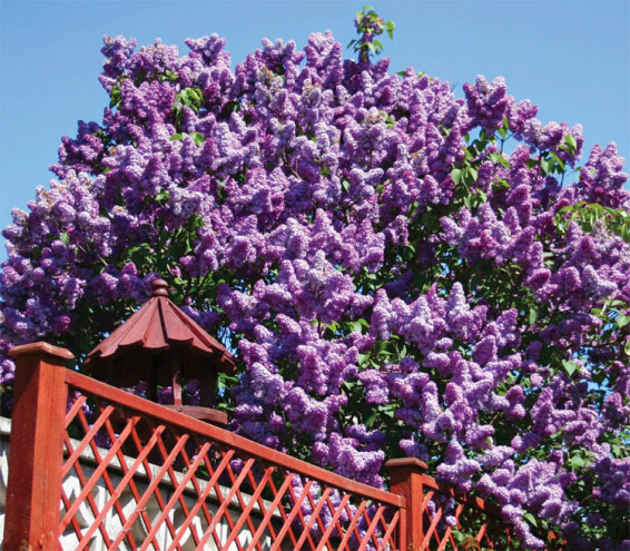 Бузок звичайний 'Michel Buchner' - 1