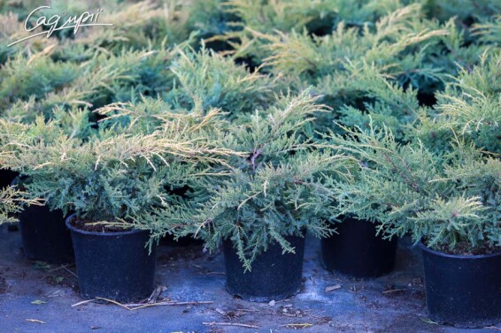 Можжевельник средний 'Gold Kissen' - 2