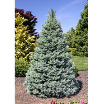 Ялина колюча 'Glauca Arizona Kaibab'