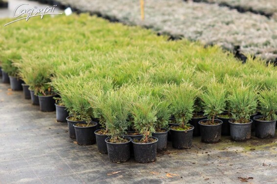 Ялівець козацький 'Blue Sparkle' - 2 Ялівець козацький 'Blue Sparkle' - 2