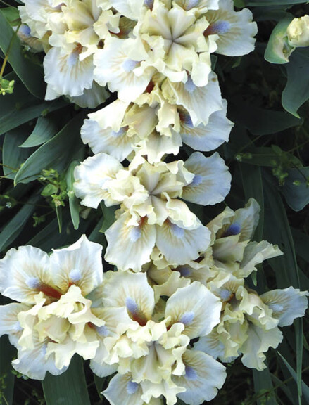 Ирис карликовый 'Caschet' - 1