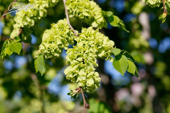 В'яз шорсткий 'Camperdownii' #3, WRB 25--30 250-300 St. 200-225 - 6 В'яз шорсткий 'Camperdownii' #3, WRB 25--30 250-300 St. 200-225 - 6