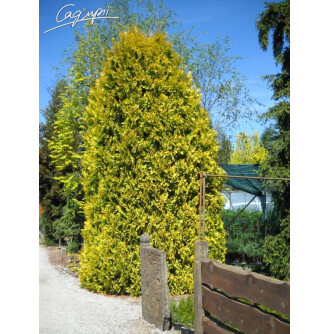 Туя західна 'Golden Brabant'