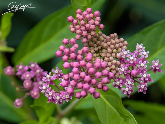 Ваточник м'ясо-червоний 'Cinderella', C3 - - 4