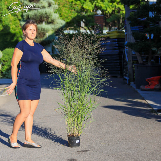 Просо прутьевидное 'Squaw' - 6