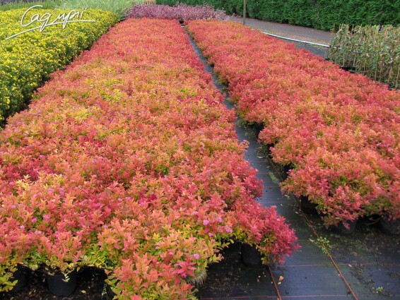 Спирея японская 'Golden Princess' #4, С2 - - 2