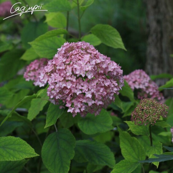 Гортензія деревовидна 'Pink Annabelle' - 10