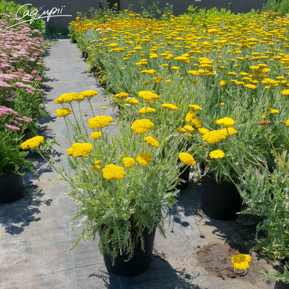 Деревій таволговий 'Schwellenburg' - 6