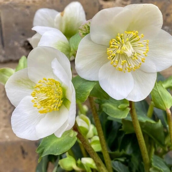 Чемерник чорний - 2