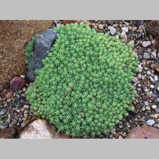 Очиток испанский - 1 Очиток испанский - 1