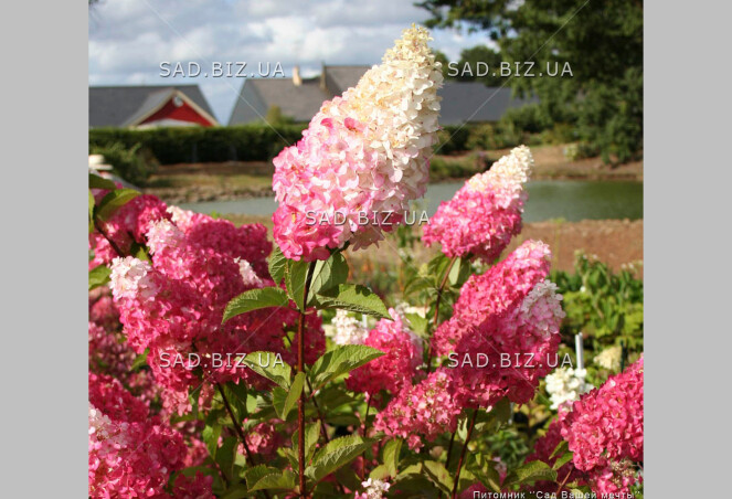 Гортензия метельчатая 'Fraise Melba®'