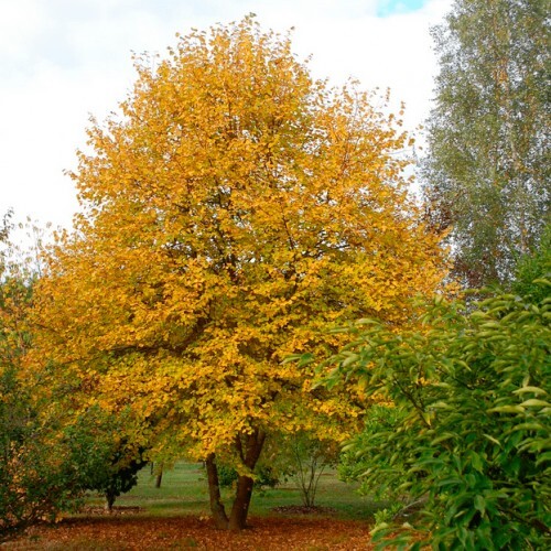 Липа серцелиста 'Winter Orange' - 1