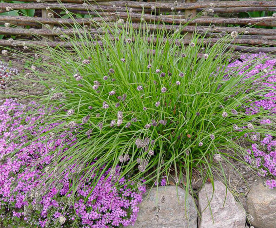 Сеслерія блакитна - 4 Сеслерія блакитна - 4