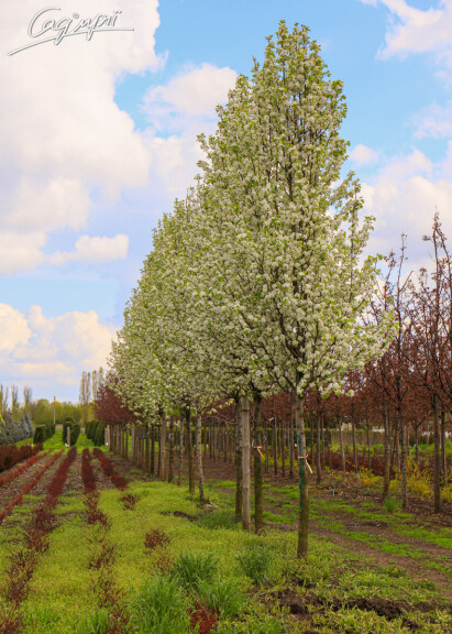 Груша Каллериана 'Chanticleer' - 2 Груша Каллериана 'Chanticleer' - 2