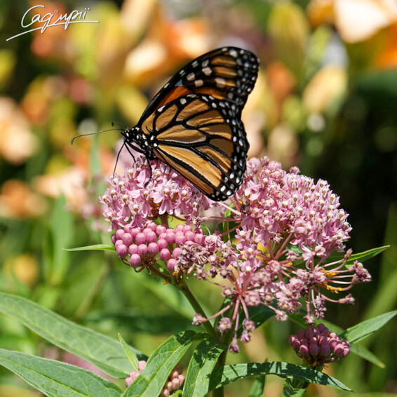 Ваточник м'ясо-червоний 'Cinderella', C3 - - 3