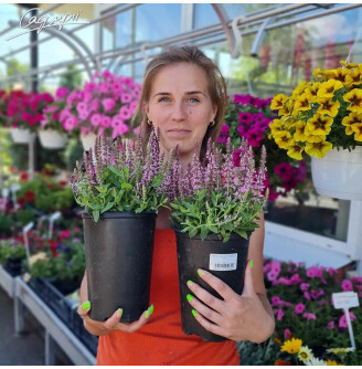 Шавлія лісова 'Pink Paradise'