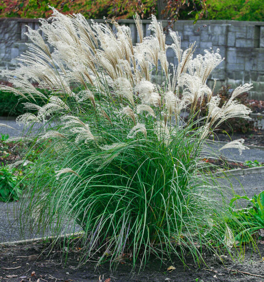 Міскантус китайський 'Yakushima Dwarf', C3 - - 4