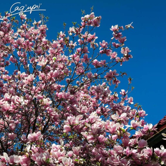 Магнолія Суланжа - 6