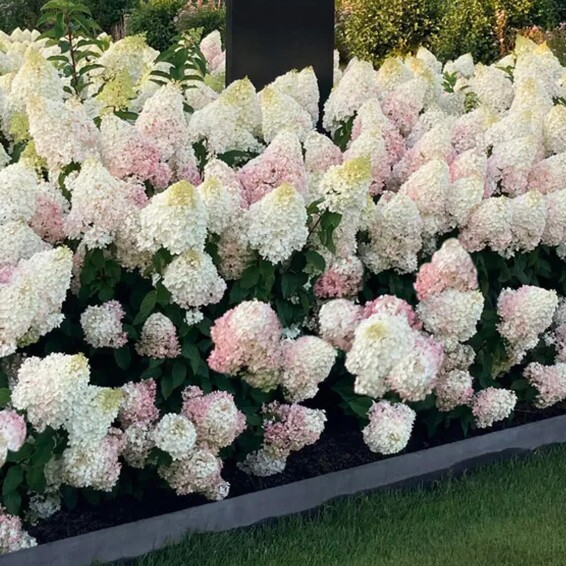 Гортензія волотиста 'Strawberry Blossom' ® #1, С3 - - 2