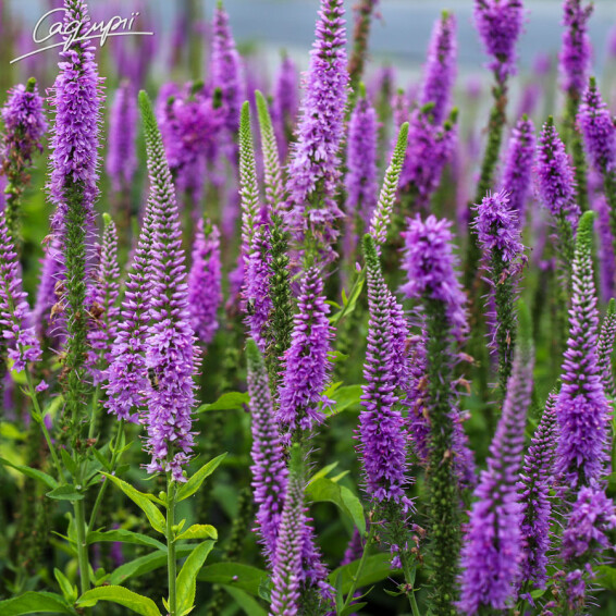 Вероніка довголиста 'Eveline' - 8
