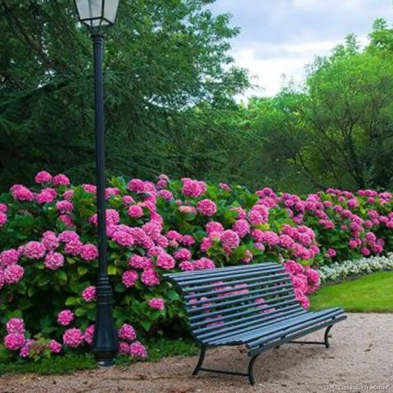Гортензія крупнолиста 'Bouquet Rose' - 2