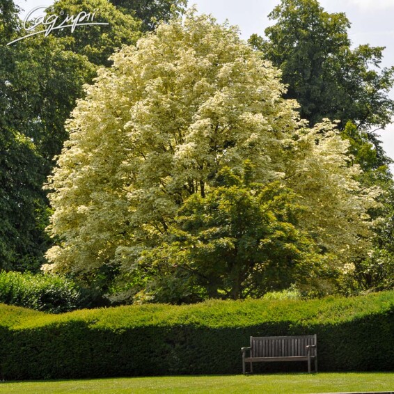 Клен платановидный 'Drummondii' - 4 Клен платановидный 'Drummondii' - 4