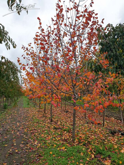 Яблуня 'Brandy Wine' #1, C60 12--14 250-300 St. 1/2 - 6