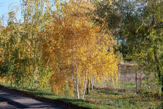 Береза плакучая #3, C3 - 150-175 - - 6 Береза плакучая #3, C3 - 150-175 - - 6