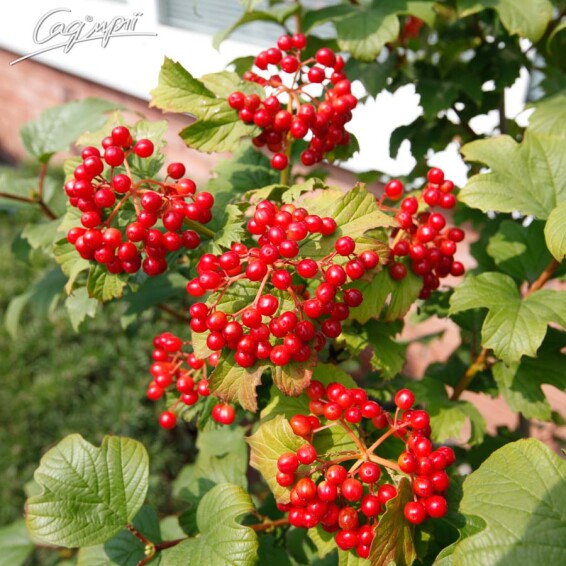 Калина звичайна - 11