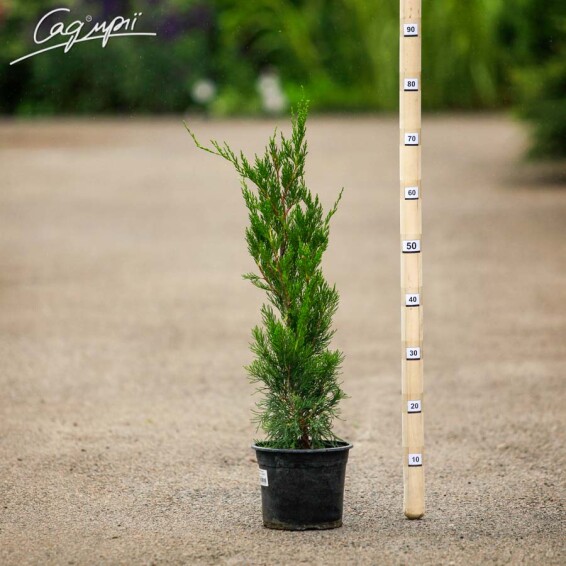 Можжевельник китайский 'Spartan' - 3