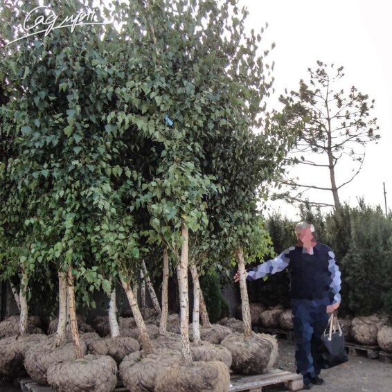 Береза плакуча - 4