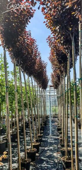 Слива вишнеплодная 'Nigra' #5, WRB 35--40 500+ St. 1/2 - 4