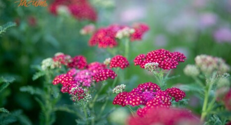 Багатолітні квіти і трави