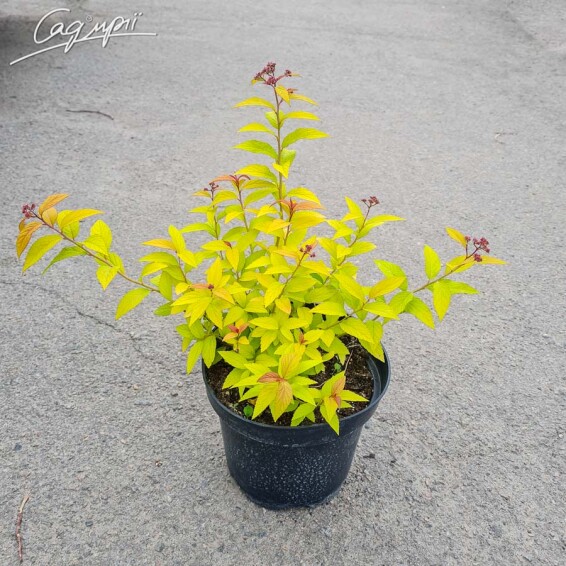 Спирея японская 'Goldflame' - 3 Спирея японская 'Goldflame' - 3