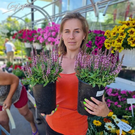 Шавлія лісова 'Pink Paradise' - 6