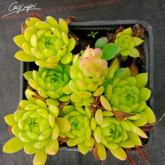 Молодило в асортименті - 1