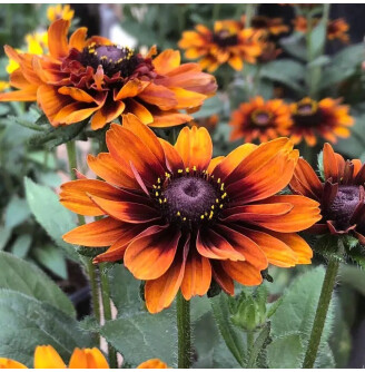 Рудбекія волосиста 'Cherokee Sunset'