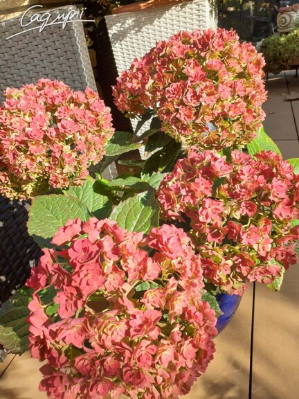 Гортензія крупнолиста 'You and Me Together Rose'® - 7 Гортензія крупнолиста 'You and Me Together Rose'® - 7