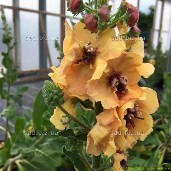 Коровяк фиолетовый 'Royal Highland' - 1