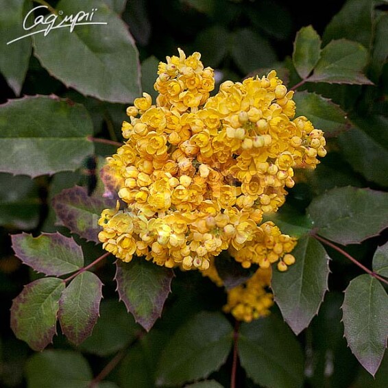 Магонія падуболиста - 1