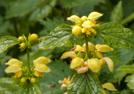 Яснотка зеленчуковая - 4