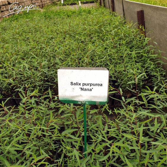 Верба пурпурна 'Nana' - 13
